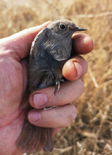 Small Bird In Hand In Nature. Close-up