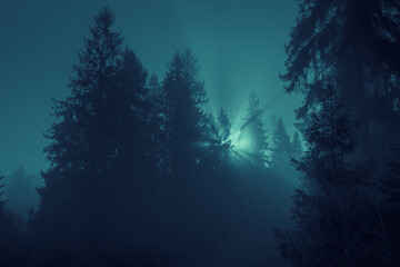 Wall Mural - Moonlight rays through the fog and spruce trees of magic mystery night forest. Halloween backdrop.