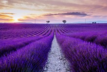 Purple Flowering Plants On Field Against Sky During Sunset