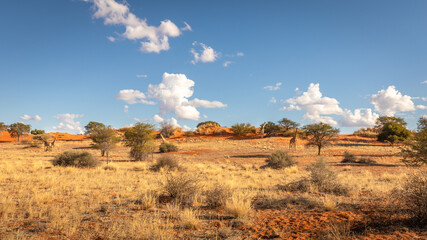 a tower of giraffes ( giraffa camelopardalis) walking in the savanna, kalahari desert, namibia.