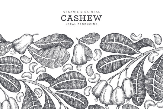 hand drawn sketch cashew design template. organic food vector illustration on white background. vint
