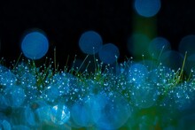 Close-up Of Dew Drops On Grass