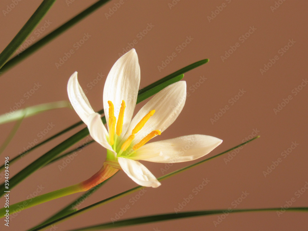 White flower and green leaves. Indoor plant Zephyranthes. - obrazy, fototapety, plakaty 