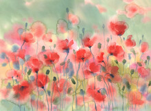 Sunny And Red Poppy Field Watercolor Background