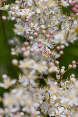 Wall Mural - Spring time