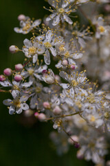 Wall Mural - Spring time