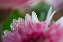 Pink Daisy Flower With Water Drops