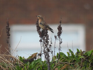 Little bird on plant twigs