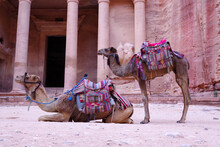 Camels In Front Of Ancient Tomb