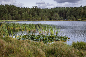 Poster - View from shore of Stoborowe Lake near Wejherowo town, Kashubia region, part of Pomerania Province of Poland