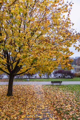 Poster - Colors of autumn - tree in Mokotow Field - large park in Warsaw, capital city of Poland