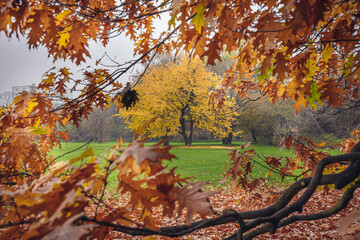 Poster - Autumnal scenery in Mokotow Field - large park in Warsaw, capital city of Poland