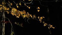 銀杏の葉と秋景色