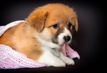 Wall Mural - sad welsh corgi puppy lies in a blanket