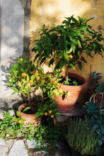 Sunray Falling Onto Tangerine And Orange Trees In Clay Pots Close To Aromatic Herbs