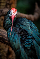 Northern bald Ibis