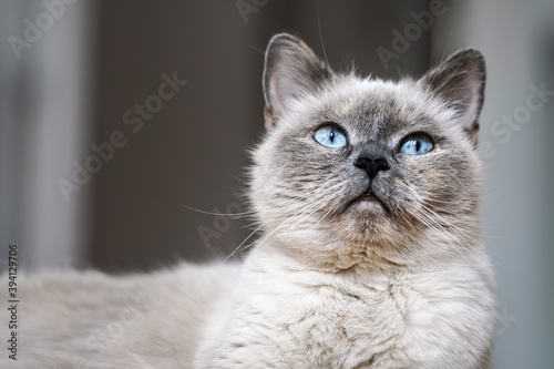 Cuadros en Lienzo Older gray cat with piercing blue eyes, closeup detail