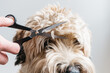© Jen Grantham Photography/Stocksy - Dog Bang Trim