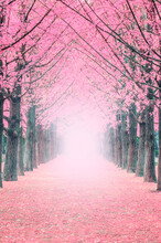 Pathway Amidst Pink Trees At Park During Spring