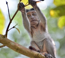 Wall Mural - Cute baby macaque monkey playing in a tree in the jungle