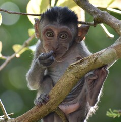 Wall Mural - Beautiful baby macaque monkey resting in a tree looking at the camera