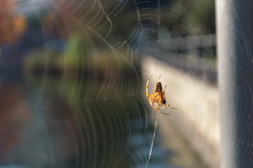 Little spider on its web in front of the lake