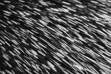 Full Frame Shot Of Porcupine Hair
