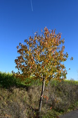 Wall Mural - Herbstbaum in der Eifel