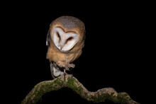 My Claw, Portrait Of Barn Owl Perched On Branch (Tyto Alba)