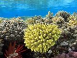 Fototapeta Do akwarium - Underwater coral reef background and sea urchin