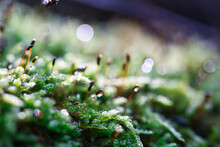 Forest Green And Moist Moss Sporophytes Macro Texture, With Rain Drops On And Blurred Pastel Purple Bokeh Background, Selective Focus