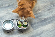 dog in the kitchen on the floor eats fresh natural food from a bowl. Diet and nutrition of the dog