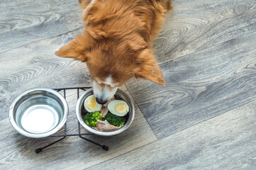 Wall Mural - dog in the kitchen on the floor eats fresh natural food from a bowl. Diet and nutrition of the dog