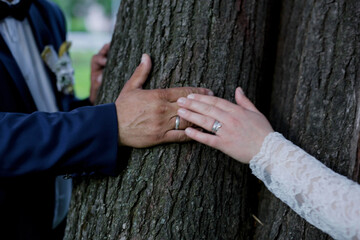 Sticker - Hands of a wedding couple on the tree trunk