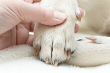 Paw Of A Dog With Claws On The Topic Of Pet Care.