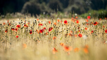 Close-up Of Poppy Flowers Blooming On Field