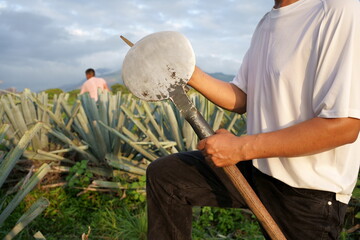 Wall Mural - El campesino está sacandole filo a su herramienta para cortar las plantas de agave.
