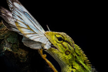 Close-up Of Lizard Eating Butterfly On Tree Over Black Background