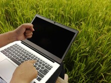 Cropped Hands Of Woman Using Laptop By Crops On Field