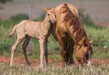 horse in the meadow