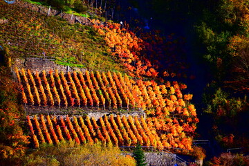 Poster - herbstlich buntes Ahrtal bei Dernau