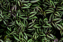 A Photo Of Wandering Jew, A Species Of Spiderworts, Leaves Covering All Screen