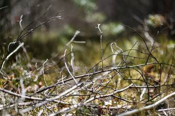 Wall Mural - forest moss in sunny day with blur background