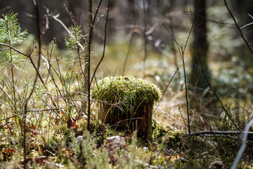 Wall Mural - forest moss in sunny day with blur background