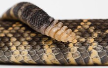 Close-up Of Rattle Snake On White Background