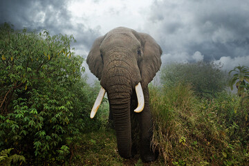 Wall Mural - large, wild elephant under dark cloudy sky in tanzania, east africa