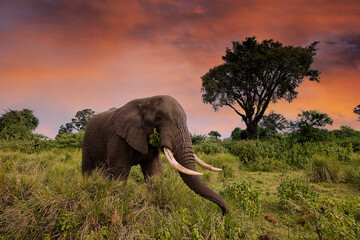 Wall Mural - large african elephant roaming wild in tanzania, east africa