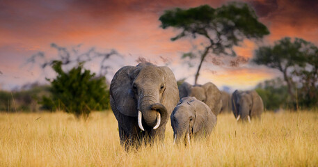 a herd of wild elephants walk through the savanna of tarangire national park in tanzania, east afric