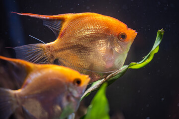 Pair of Gold Pterophyllum Scalare in aquarium, yellow angelfish guarding eggs. Roe on the leaf. selective focus