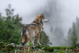 Timber wolf hunting in mountain